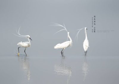 台中 高美濕地 小白鷺