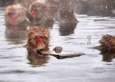 日本 長野縣 地獄谷雪猴