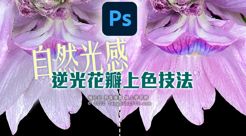 【學 Photoshop】自然光感的逆光花瓣上色